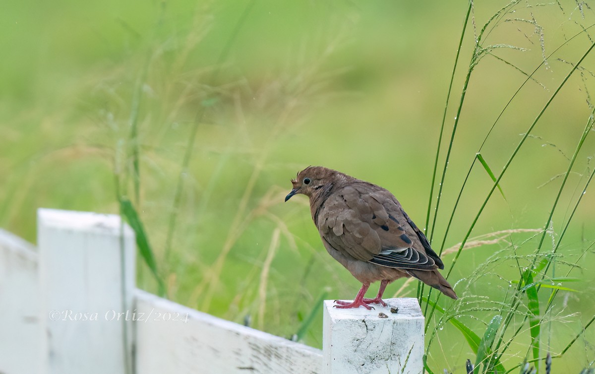 Zenaida Dove - ML621829830