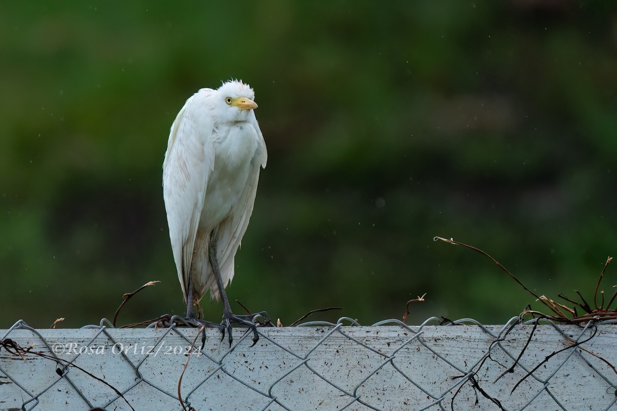 Western Cattle Egret - ML621829838