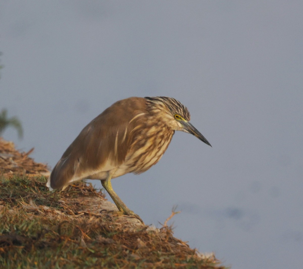 Indian Pond-Heron - ML621829843