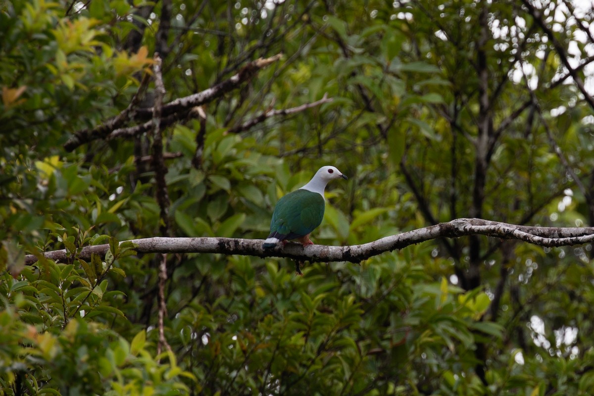 Finsch's Imperial-Pigeon - ML621829861