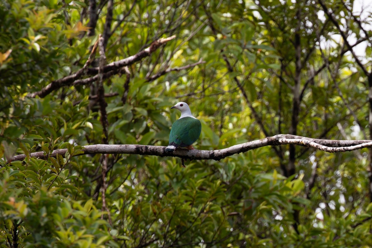 Finsch's Imperial-Pigeon - ML621829862