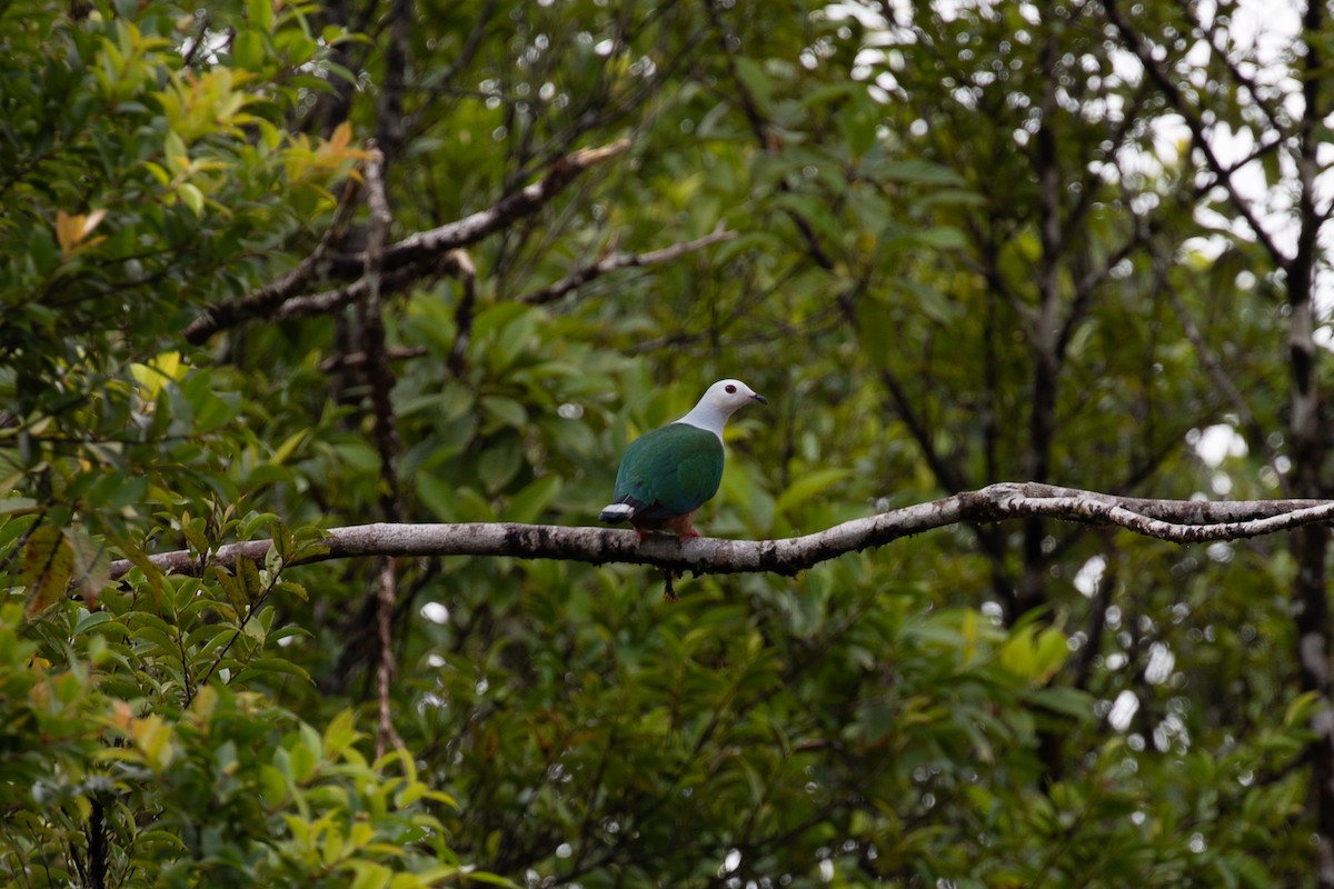 Finsch's Imperial-Pigeon - Ethan Linck