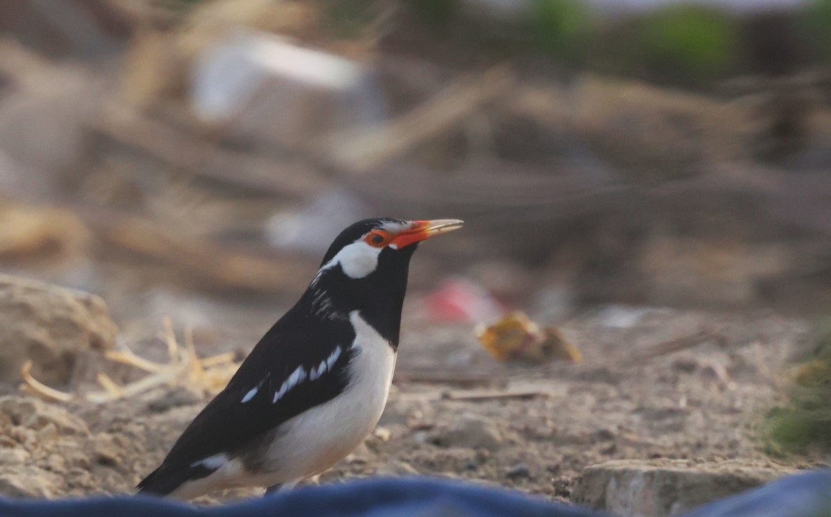 Indian Pied Starling - ML621829865