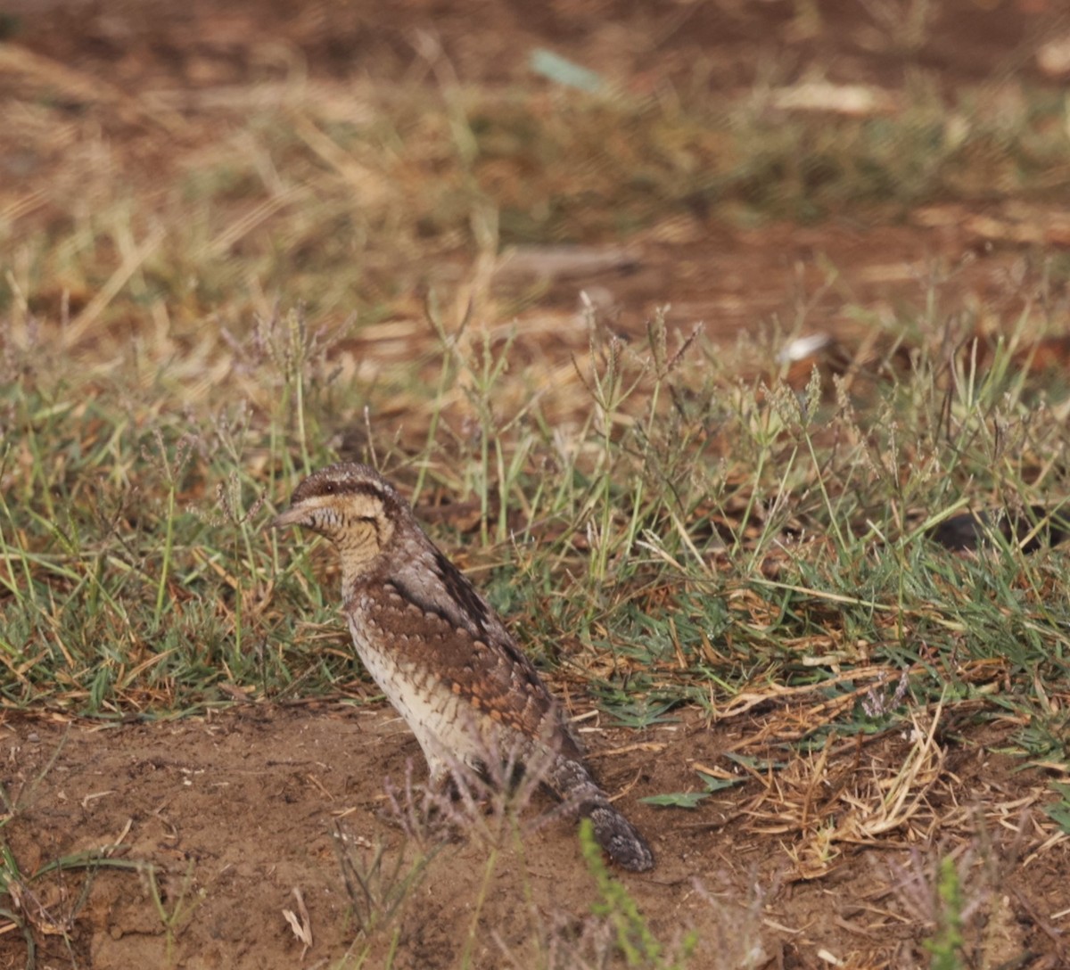 Eurasian Wryneck - VandB Moore