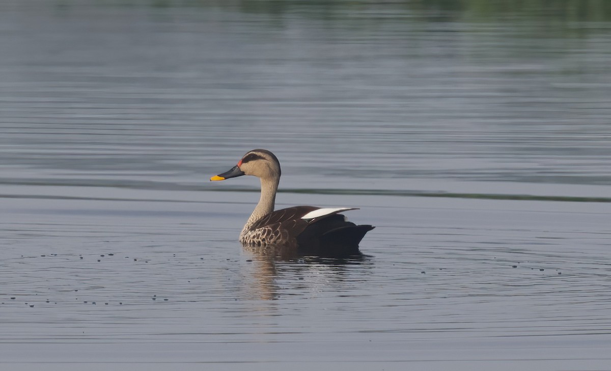 Indian Spot-billed Duck - ML621829891