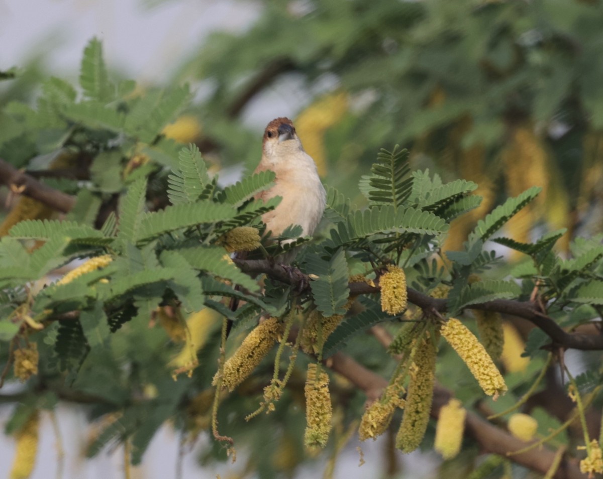 Indian Silverbill - ML621829937