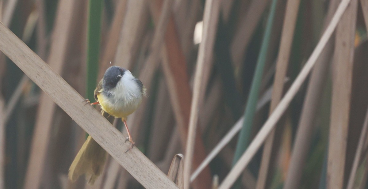 Yellow-bellied Prinia - ML621829962