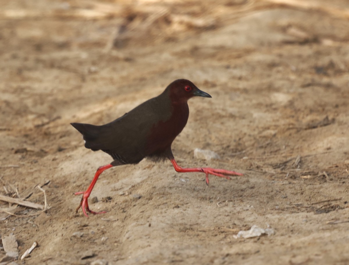 Ruddy-breasted Crake - ML621830000