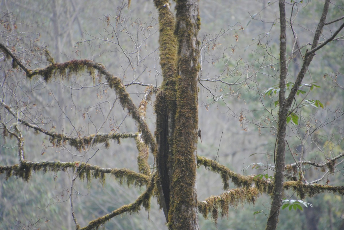 Sikkim Treecreeper - ML621830006