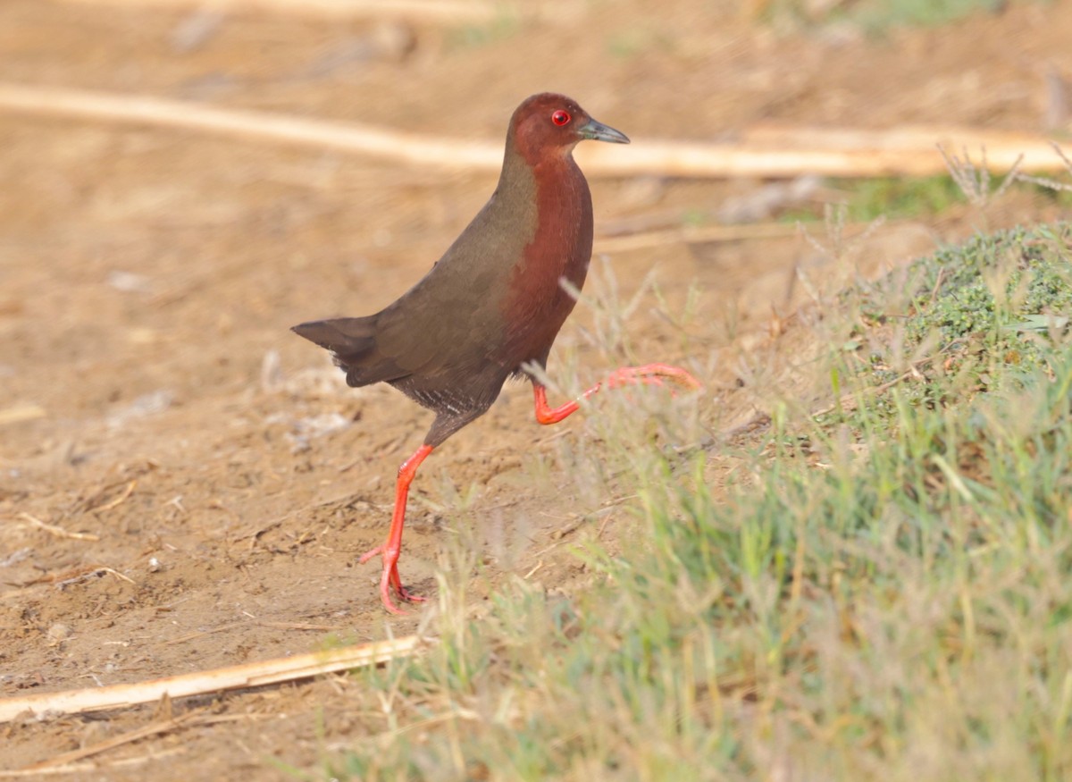 Ruddy-breasted Crake - VandB Moore