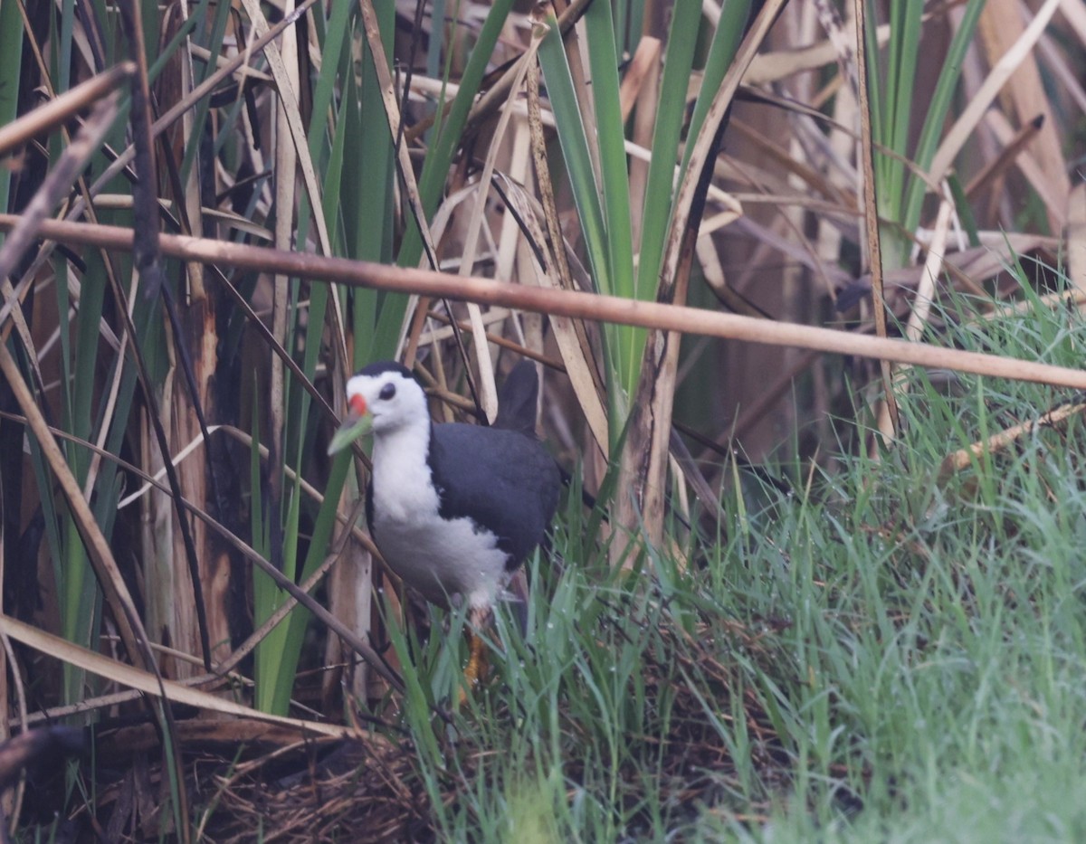 White-breasted Waterhen - ML621830026