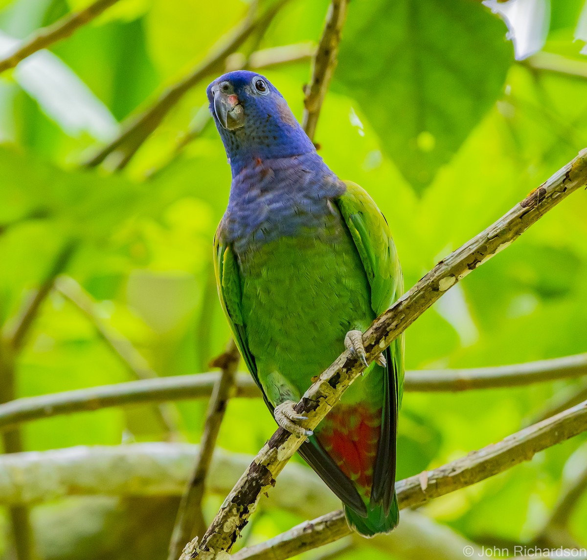 Blue-headed Parrot - ML621830038