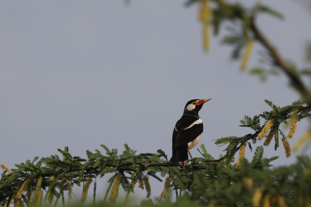 Indian Pied Starling - ML621830046