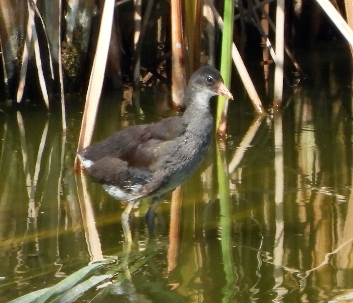 Common Gallinule - Michelle Haglund