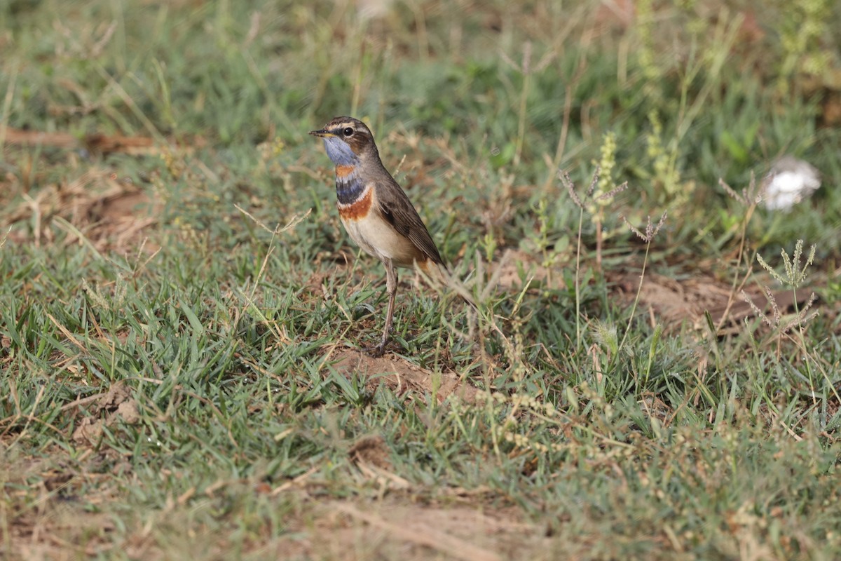 Bluethroat - ML621830055