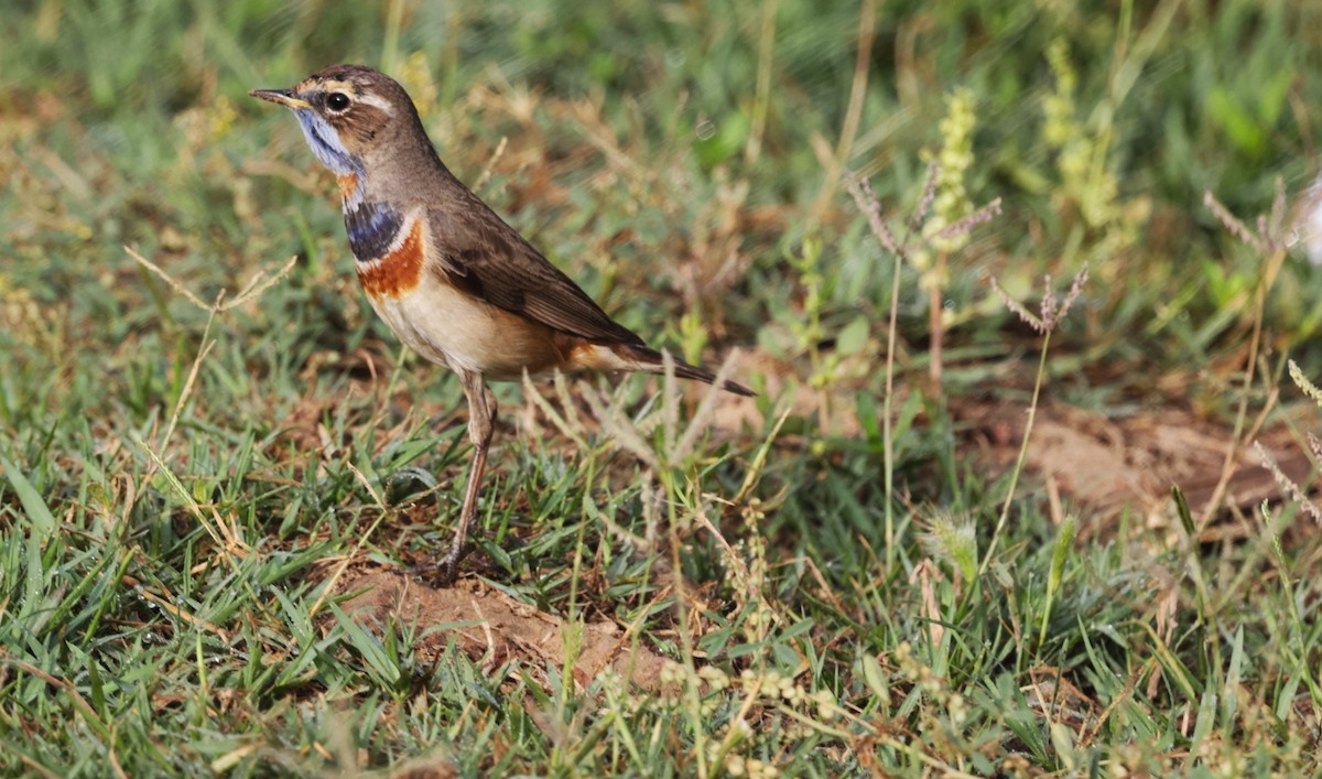 Bluethroat - ML621830059