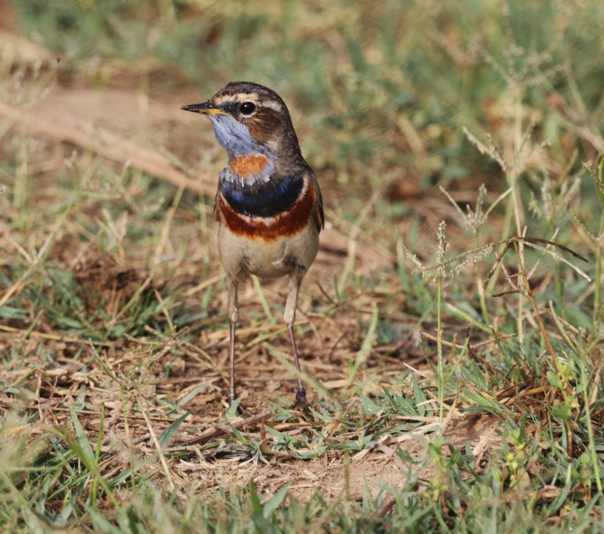 Bluethroat - ML621830065