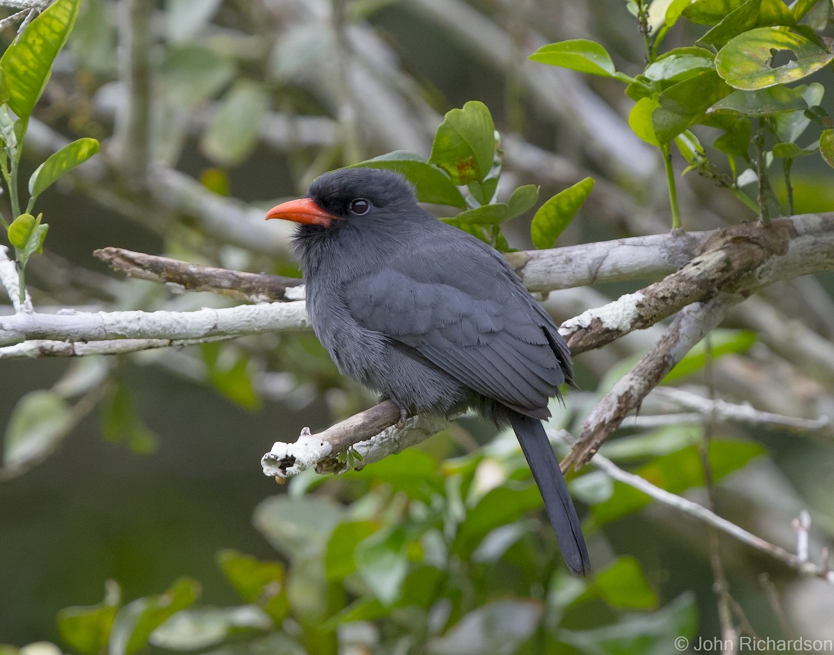 Black-fronted Nunbird - ML621830070