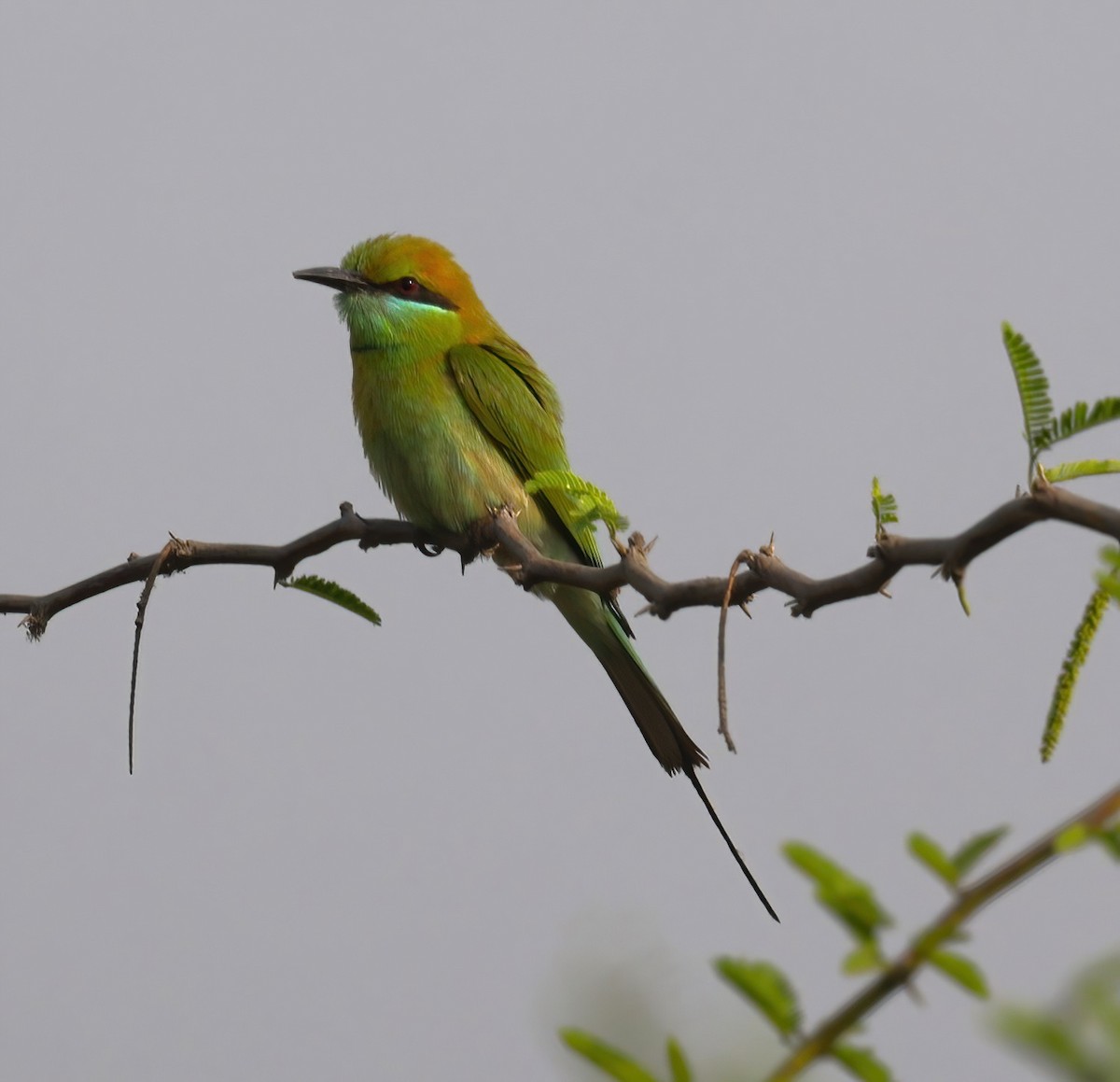 Asian Green Bee-eater - ML621830092