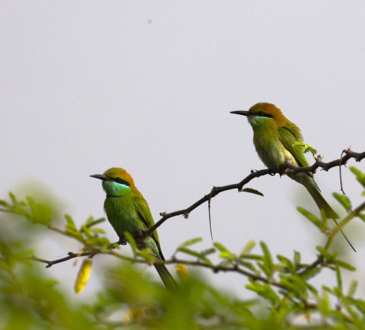 Asian Green Bee-eater - ML621830095