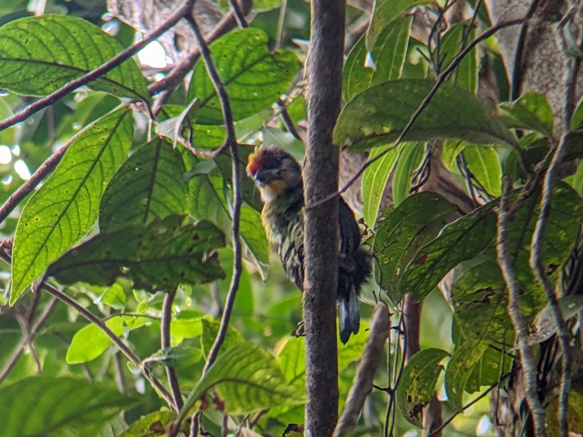 barbet žlutohrdlý (ssp. ramsayi) - ML621830096