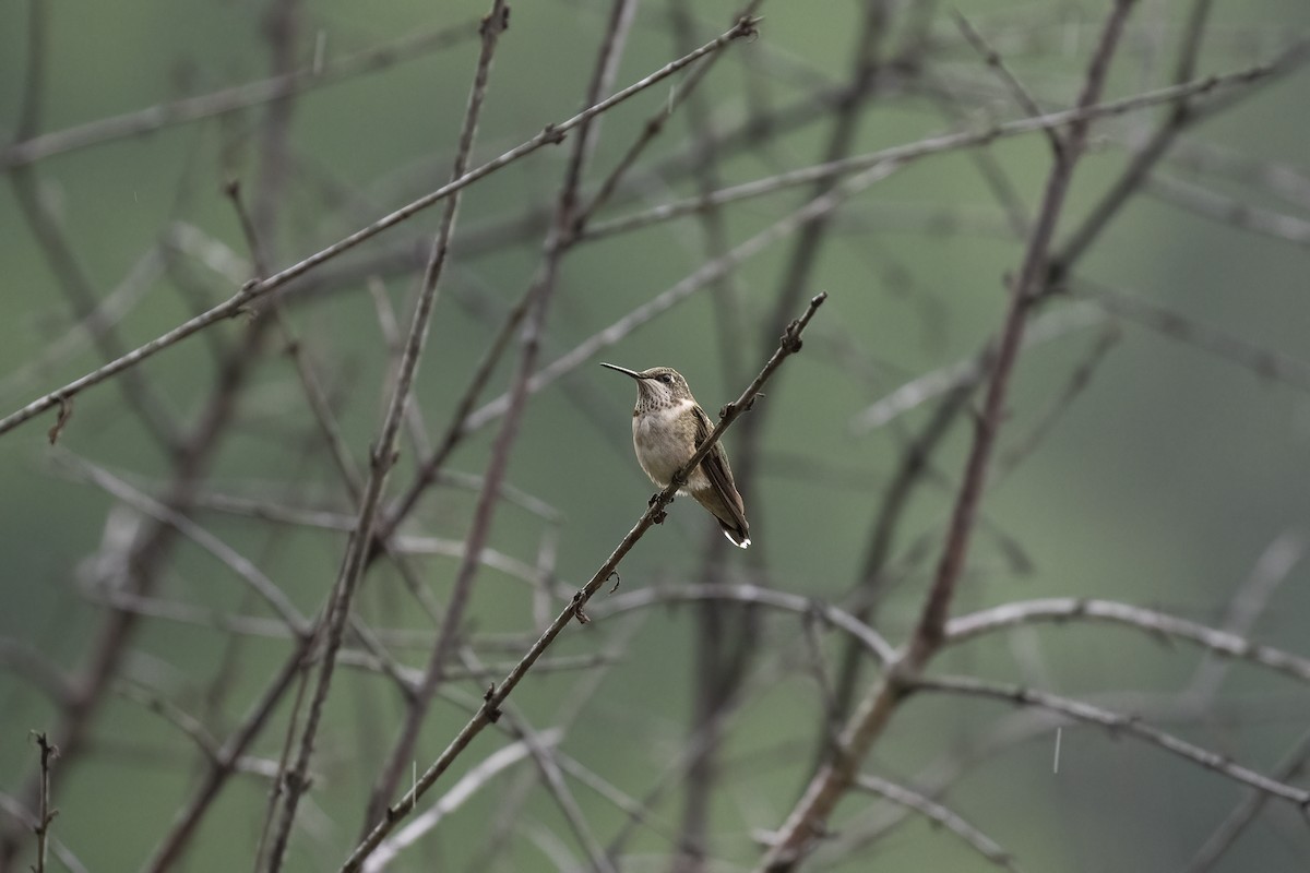 Ruby-throated Hummingbird - ML621830102
