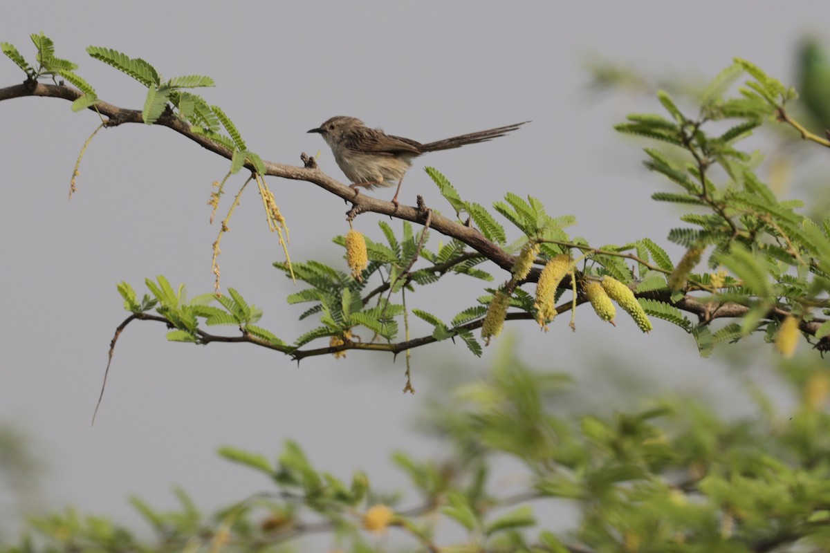 yndeprinia - ML621830106