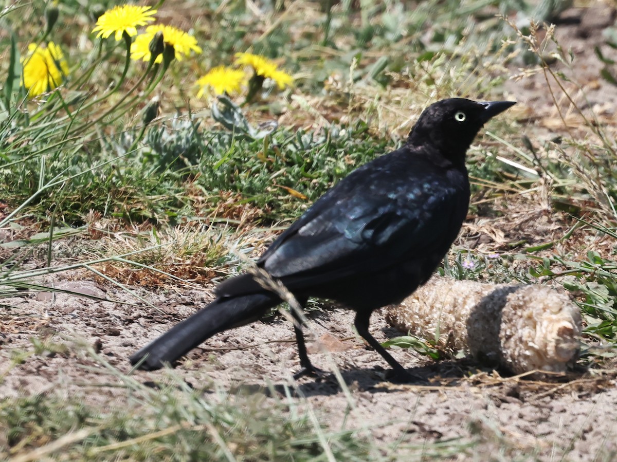 Brewer's Blackbird - ML621830107