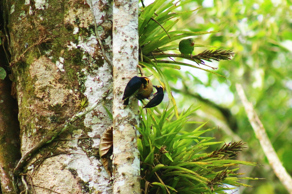 Yellow-tufted Woodpecker - ML621830109