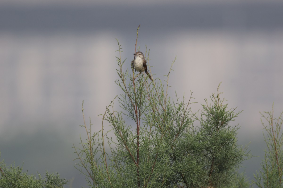 Plain Prinia - VandB Moore