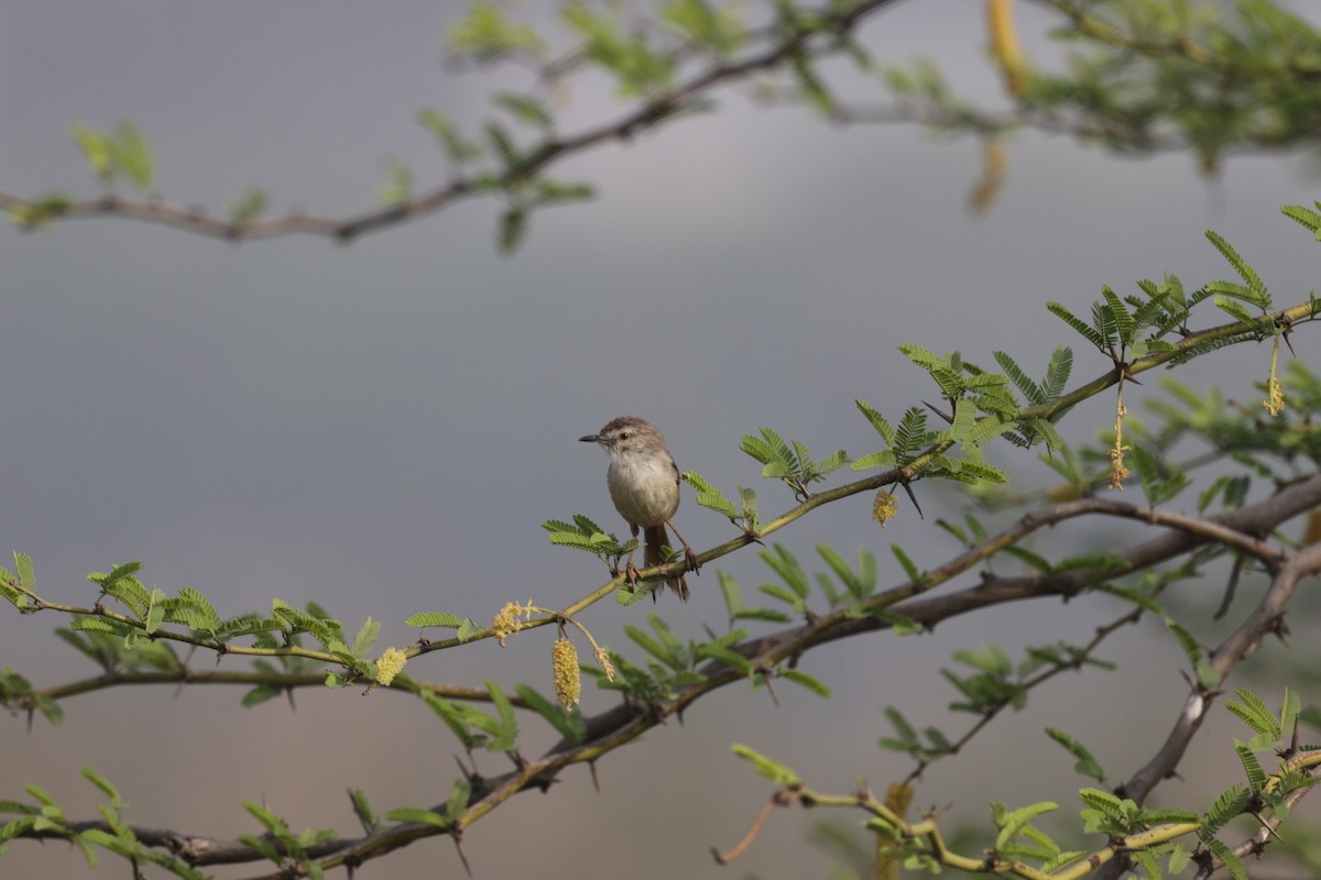 Plain Prinia - ML621830121