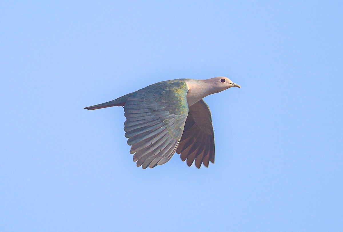 Green Imperial-Pigeon - ML621830128