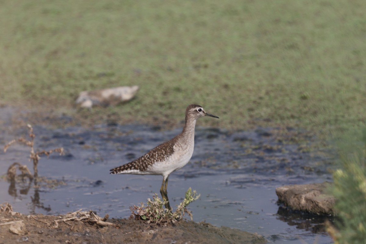 Wood Sandpiper - ML621830131