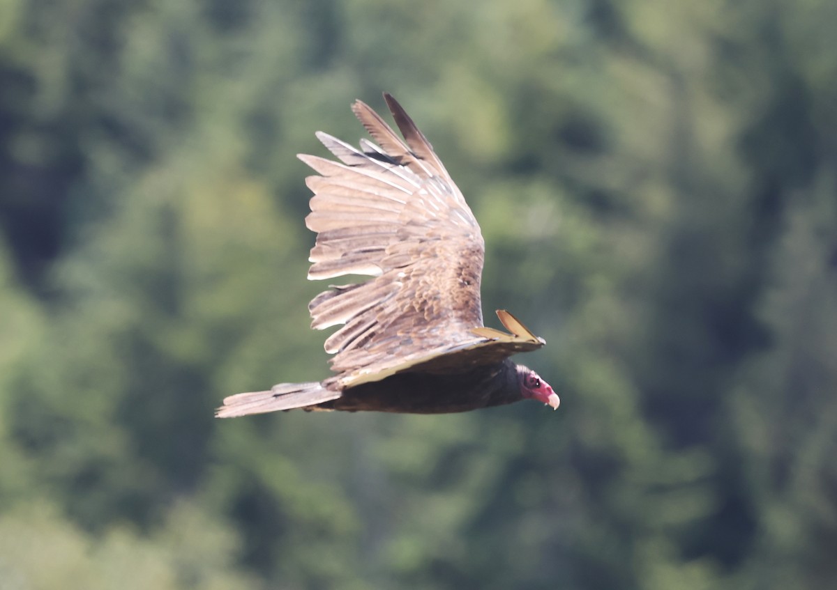Turkey Vulture - ML621830145