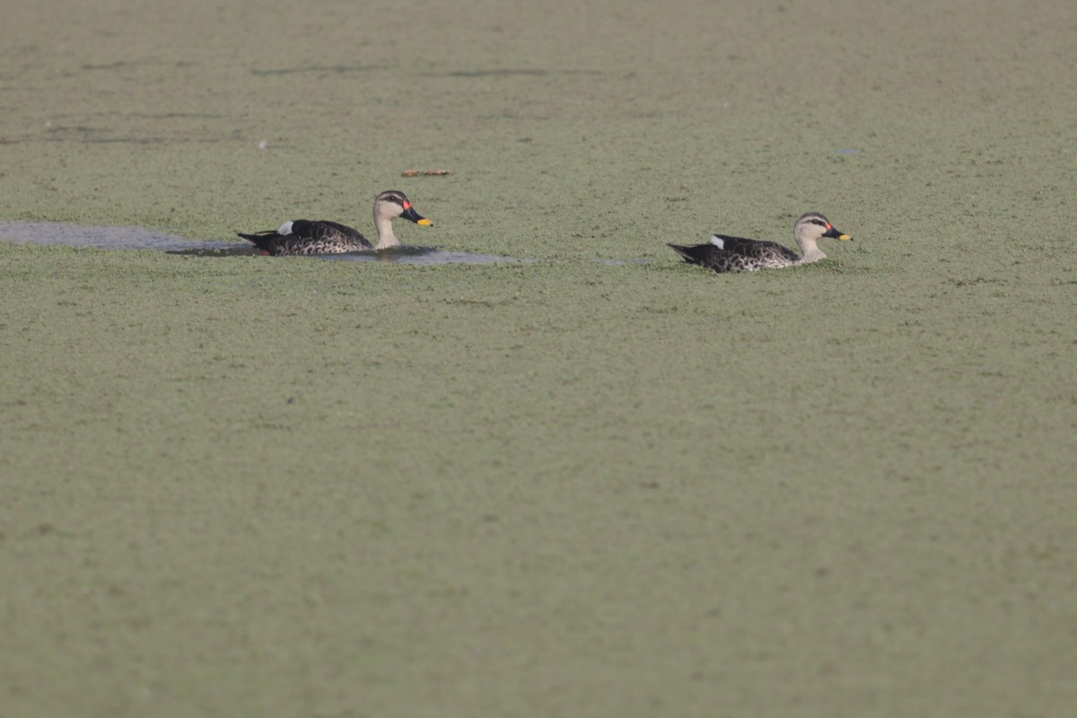 Indian Spot-billed Duck - ML621830146