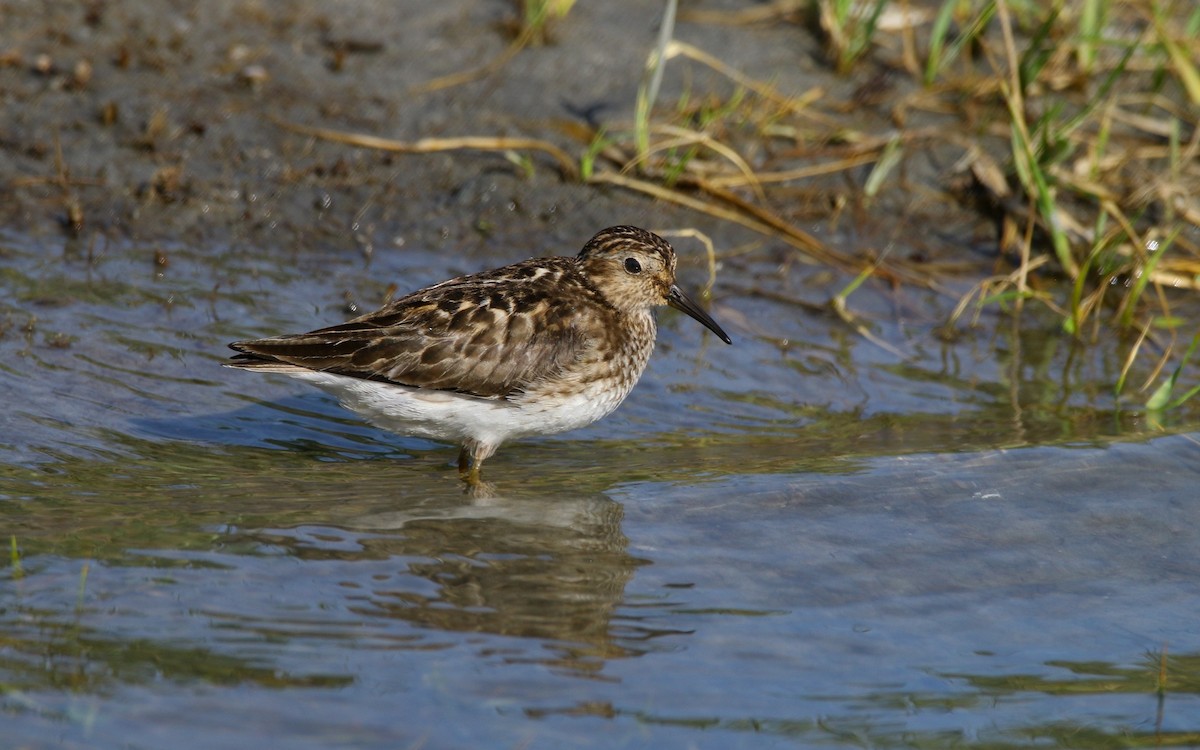 Least Sandpiper - ML621830199