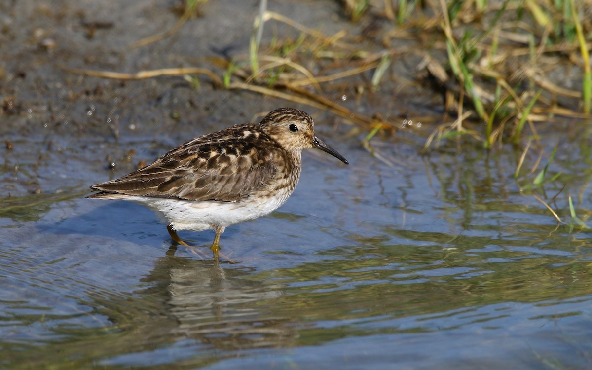 Least Sandpiper - ML621830206