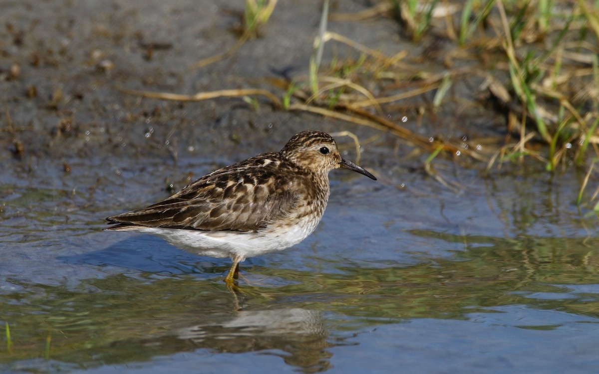 Least Sandpiper - ML621830207