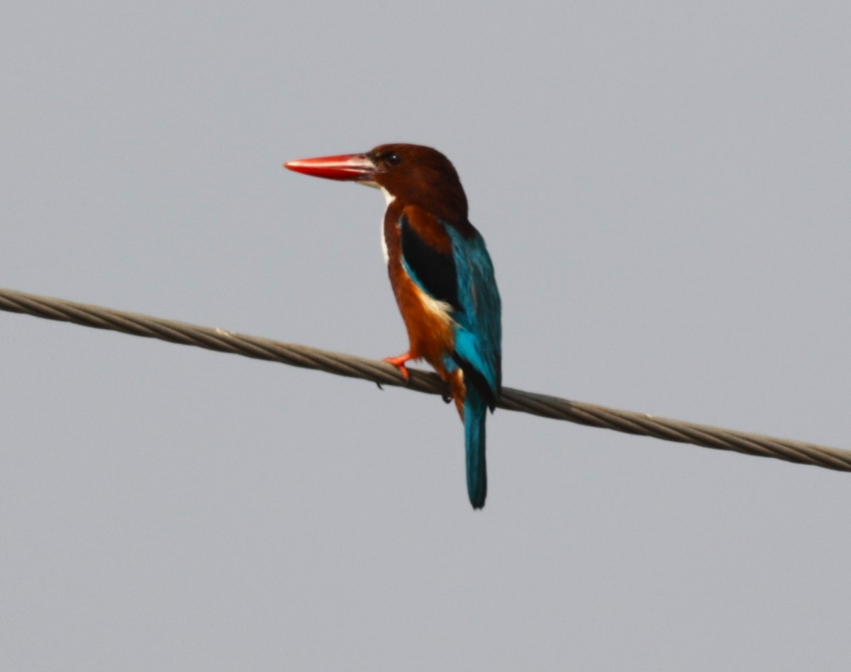 White-throated Kingfisher - ML621830210