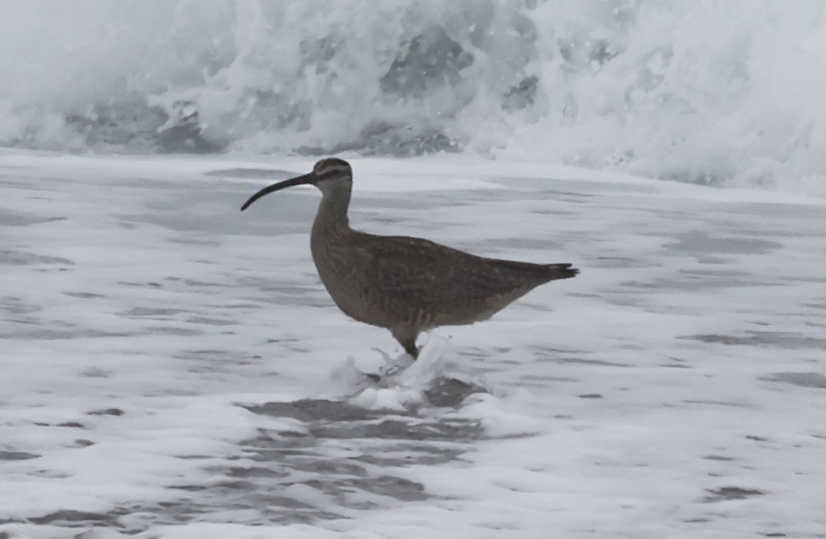 Whimbrel - ML621830230