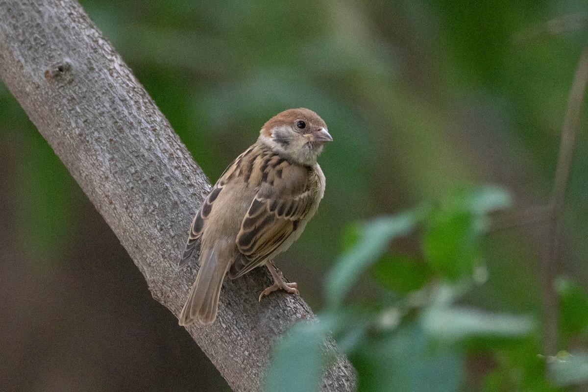 Eurasian Tree Sparrow - ML621830249