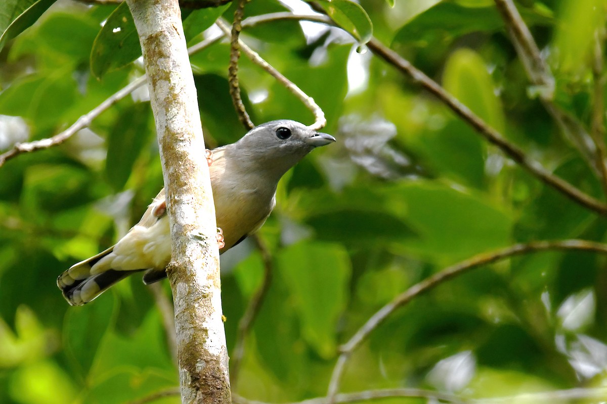 White-browed Shrike-Babbler - ML621830250