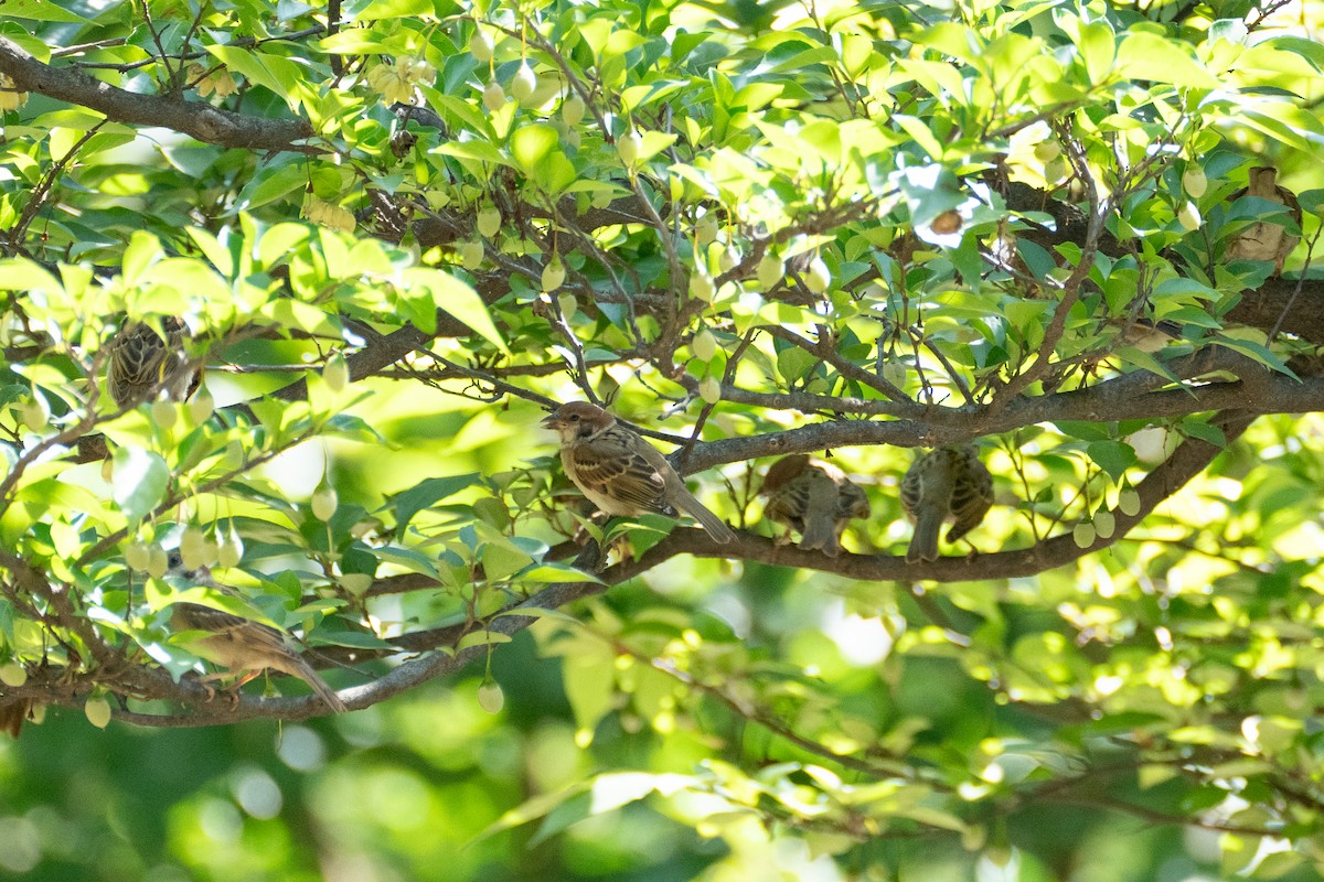 Eurasian Tree Sparrow - ML621830255
