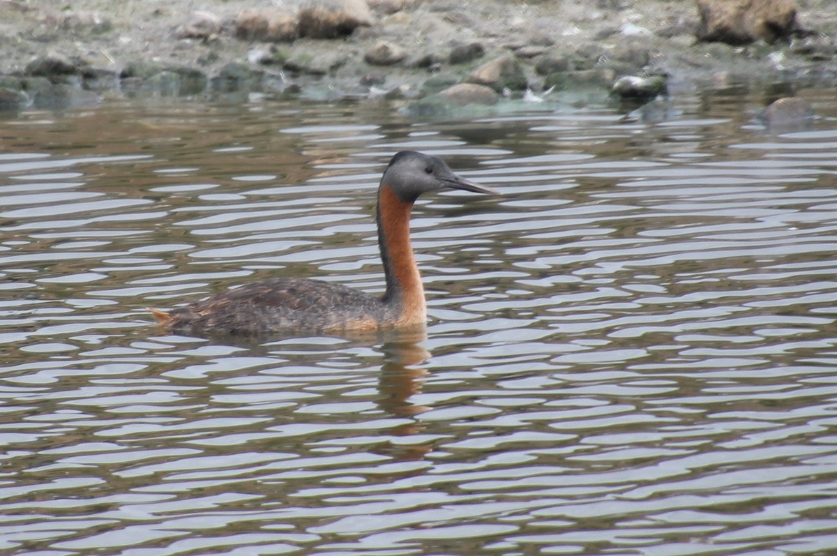 Great Grebe - ML621830256