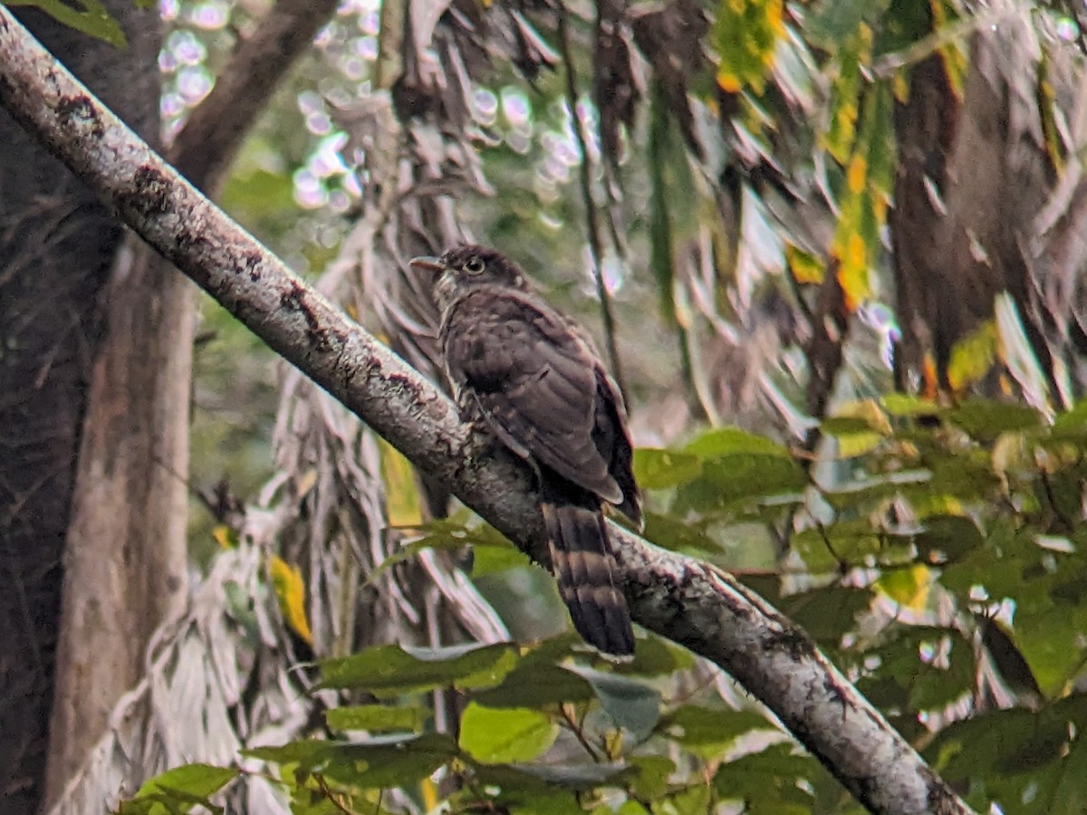 Dark Hawk-Cuckoo - ML621830260