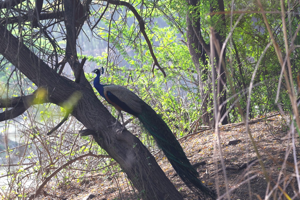 Indian Peafowl - ML621830263