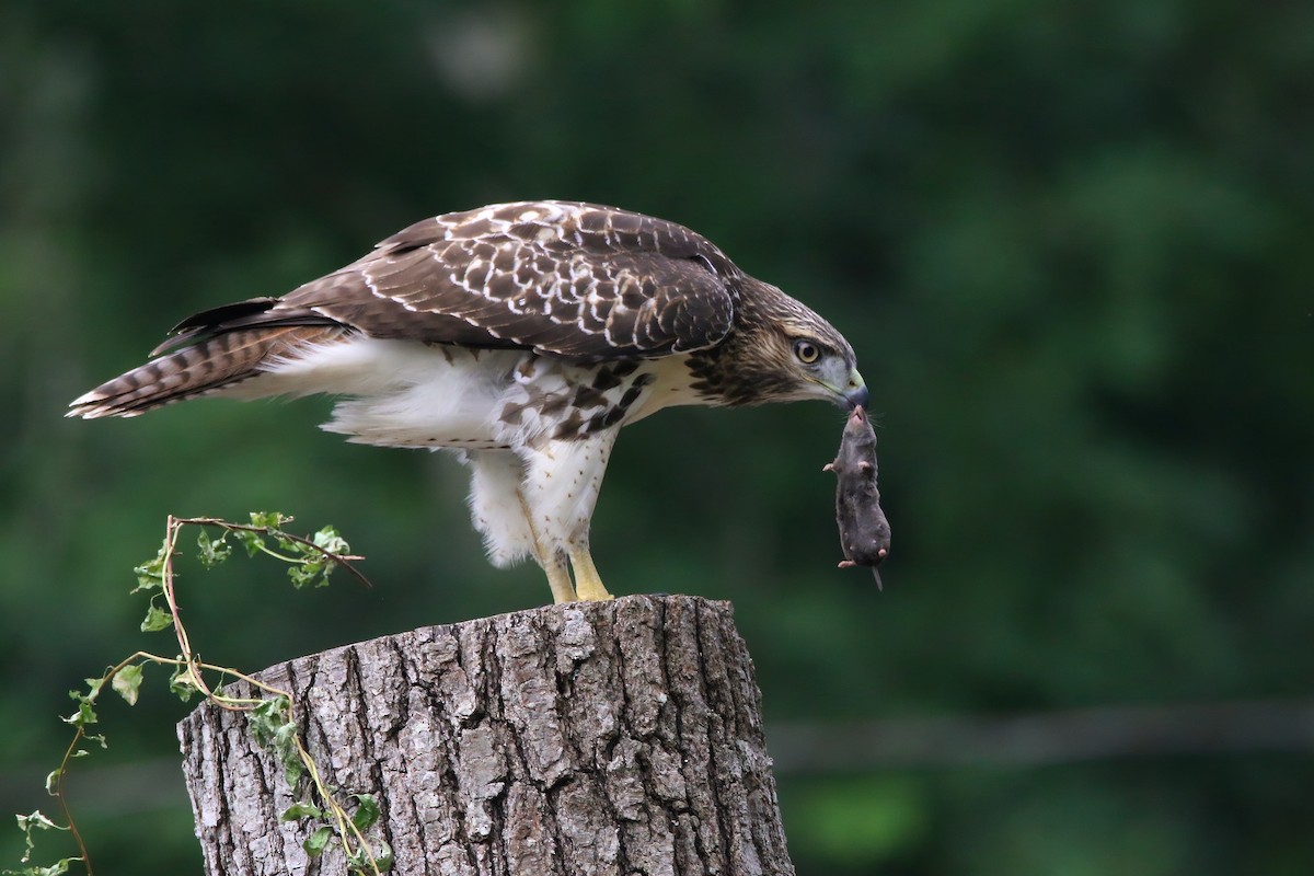 Red-tailed Hawk - ML621830264