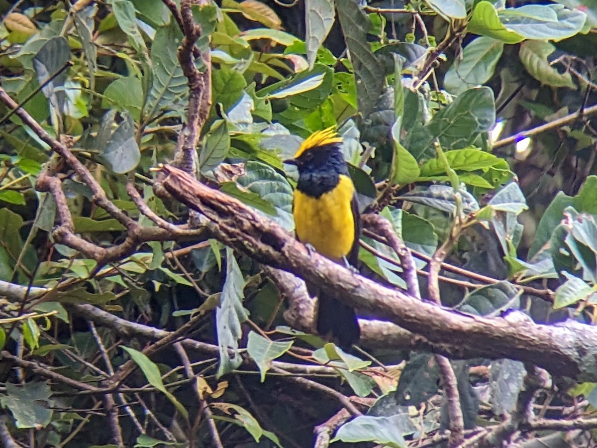 Sultan Tit (Yellow-crested) - ML621830266