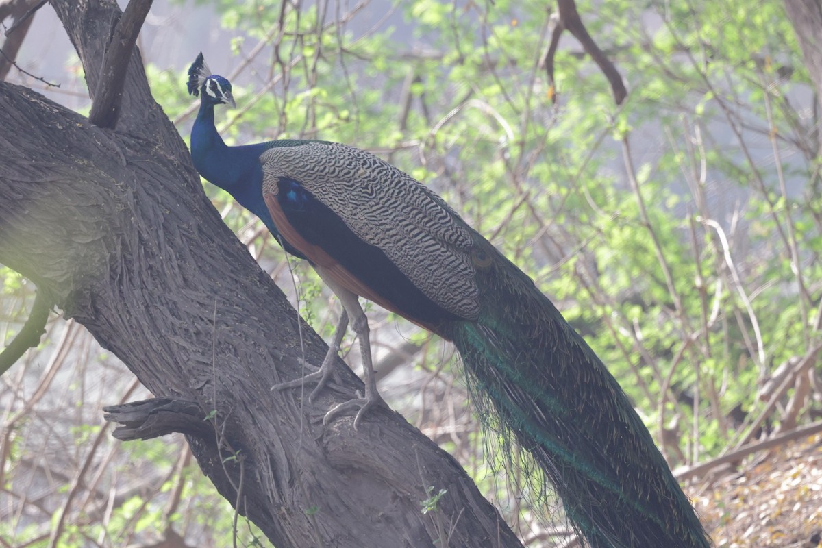 Indian Peafowl - ML621830268