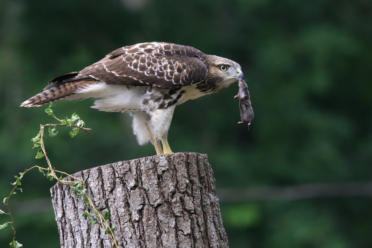 Red-tailed Hawk - Devin Griffiths